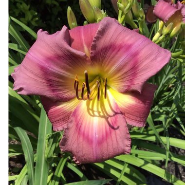 Hemerocallis 'Mildred Mitchell'