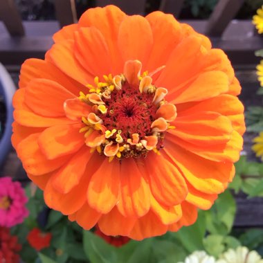 Zinnia elegans