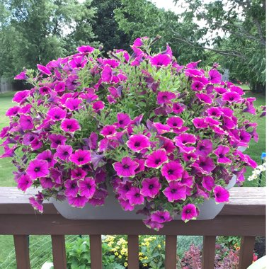 Petunia 'Dcaspitaya' (Supertunia Series) syn. Petunia 'Supertunia Picasso In Purple'