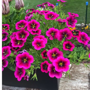 Calibrachoa