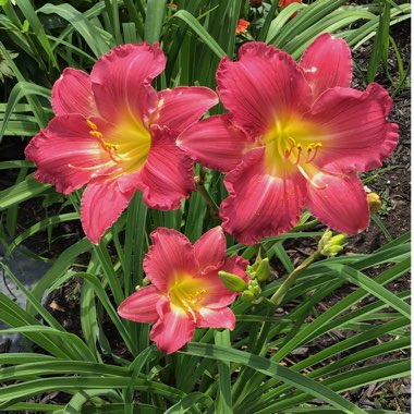 Hemerocallis 'Amadeus'