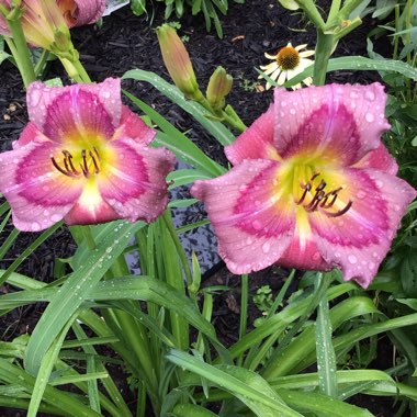 Hemerocallis 'Mildred Mitchell'