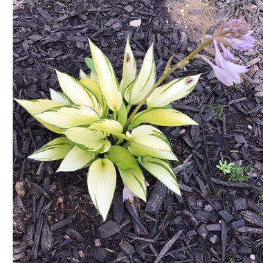 Hosta (Tardiana Group) 'June Fever'