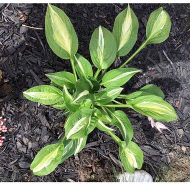 Hosta 'Snake Eyes'