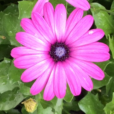 Osteospermum ecklonis 'Daisy Mae' Mix