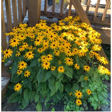 Rudbeckia fulgida var. sullivantii 'Goldsturm'