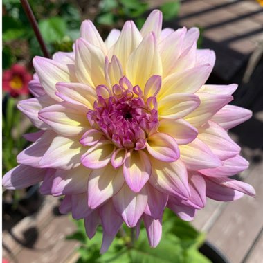 Dahlia (Border Varieties)