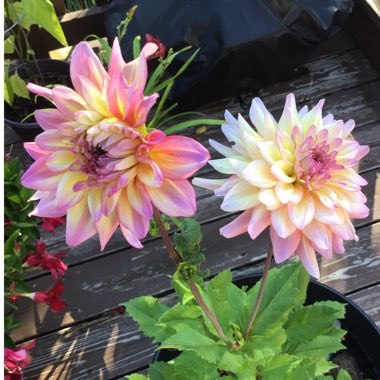 Dahlia (Border Varieties)