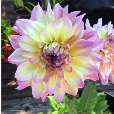 Dahlia (Border Varieties)