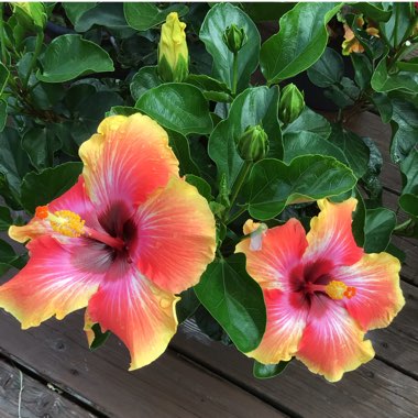 Hibiscus rosa-sinensis