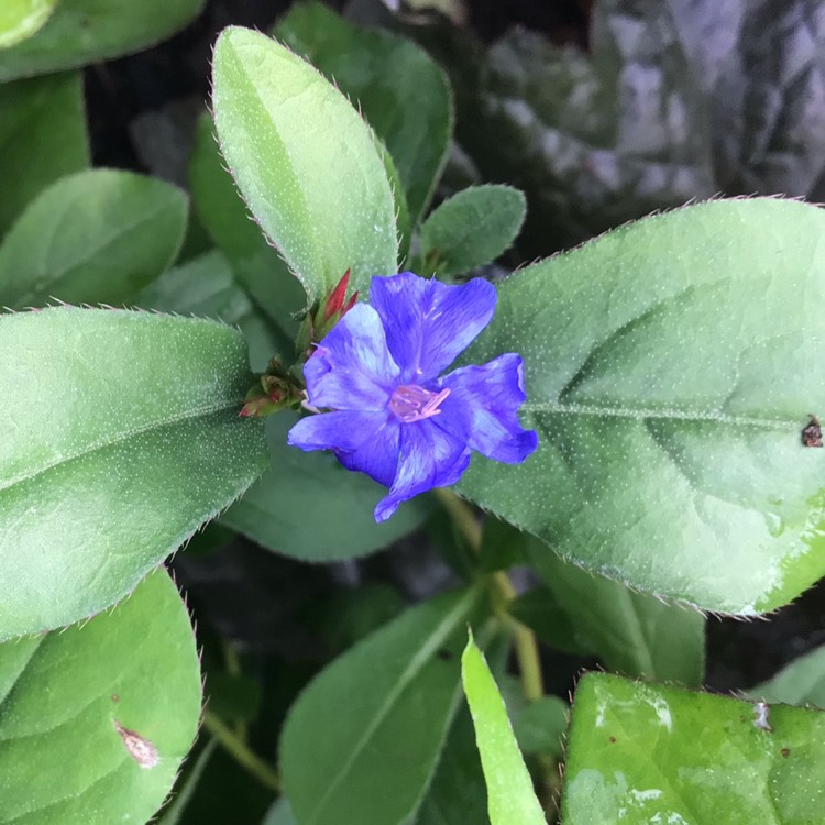 Plant image Ceratostigma willmottianum 'Sapphire Ring'