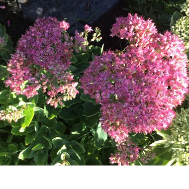 Sedum Autumn Joy