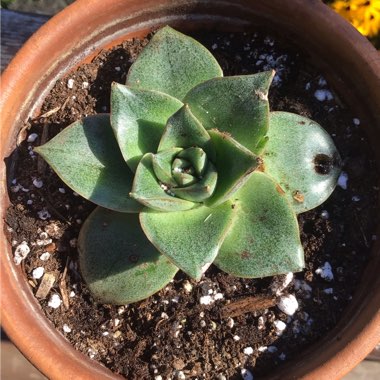 Echeveria Purpusorum