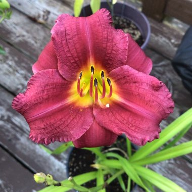 Hemerocallis