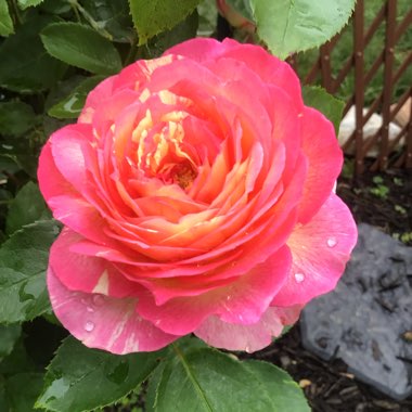 Rosa (Floribunda)