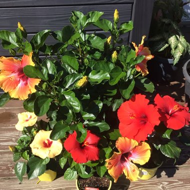 Hibiscus Rosa-sinensis 'Ruby Red'