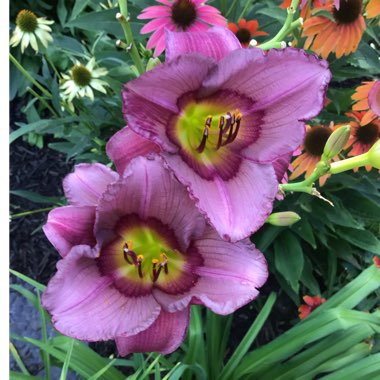 Hemerocallis 'Mildred Mitchell'