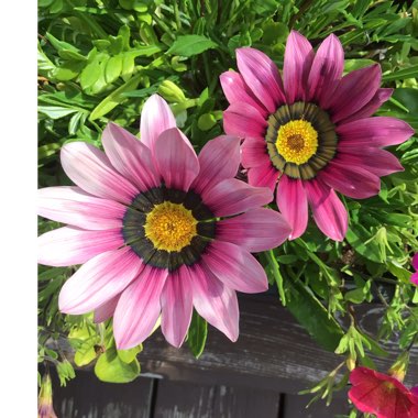 Gazania 'Kiss Rose'