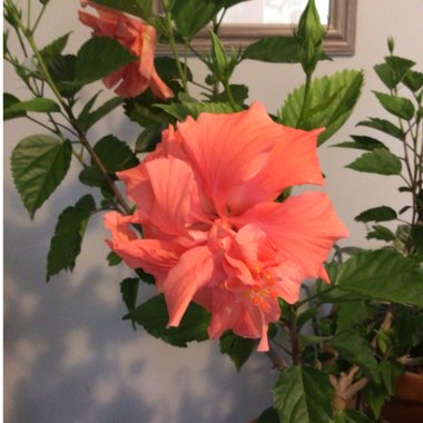 Hibiscus