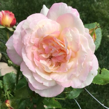 Rosa (Floribunda)