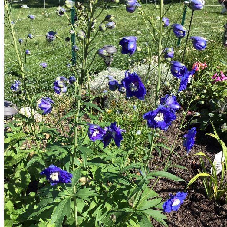 Plant image Delphinium 'Excalibur Dark Blue White Bee'