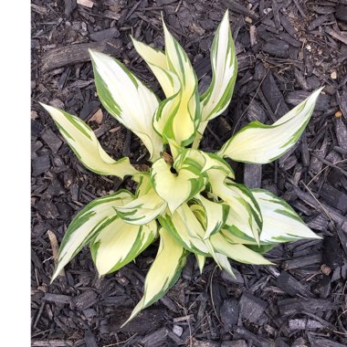 Hosta 'Fire and Ice'