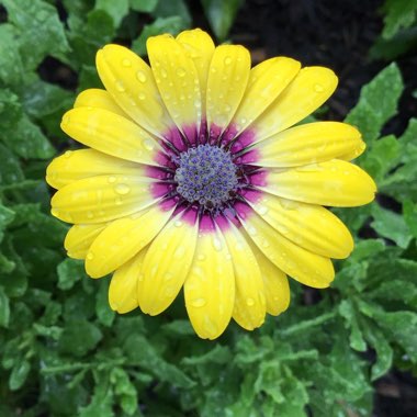 Osteospermum ecklonis 'Blue Eyed Beauty'