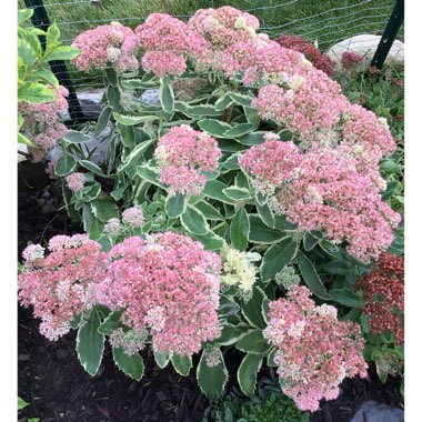 Sedum ‘Autumn Charm'