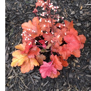 Heuchera 'Fire Alarm'