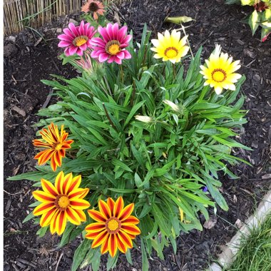 Gazania rigens Big Kiss 'Yellow Flame'