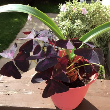 Oxalis Triangularis 'Mike'