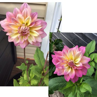 Dahlia (Border Varieties)