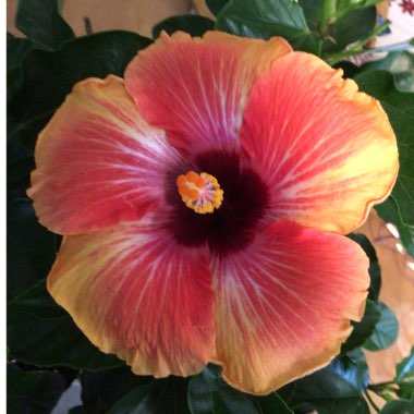 Hibiscus rosa-sinensis