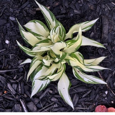 Hosta 'Fire and Ice'