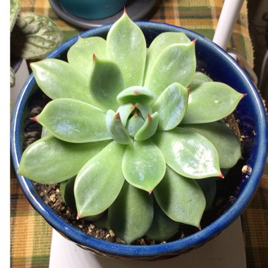 Echeveria