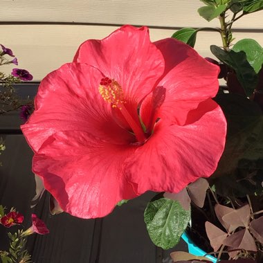 Hibiscus Rosa-Sinensis 'Hawaiian Punch'