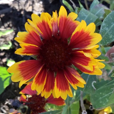 Gaillardia Aristata