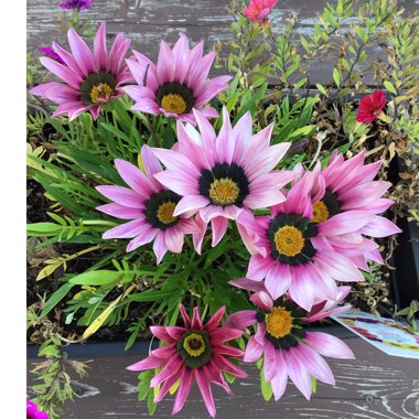 Gazania 'Kiss Rose'