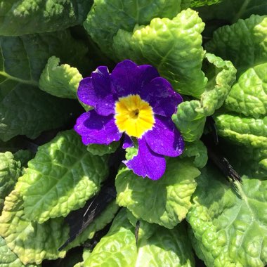 Primula