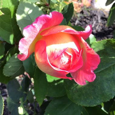 Rosa (Floribunda)