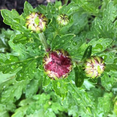 Chrysanthemum 'Meridian Red'