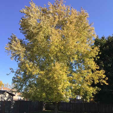 Acer saccharinum  syn. Acer dasycarpum ; Acer eriocarpum