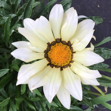 Gazania rigens 'New Day'