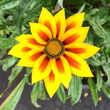 Gazania rigens Big Kiss 'Yellow Flame'