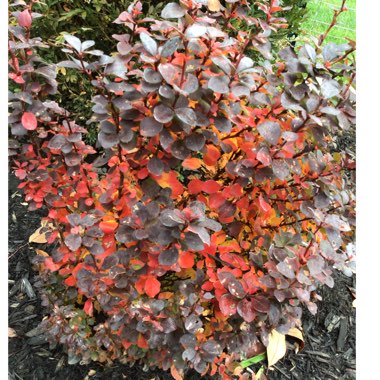 Berberis thunbergii 'Rose Glow'