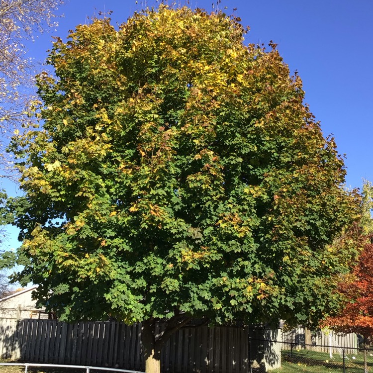 Plant image Acer platanoides