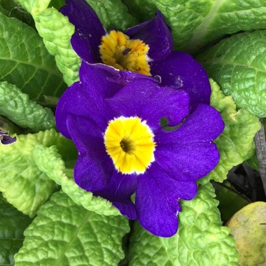 Primula