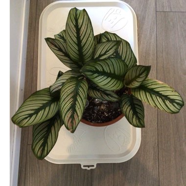 Calathea 'Whitestar'