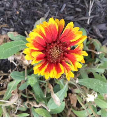 Gaillardia Aristata