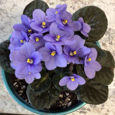 Streptocarpus sect. Saintpaulia  syn. Saintpaulia